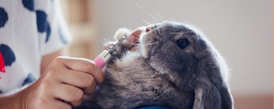 Couper les griffes de son lapin