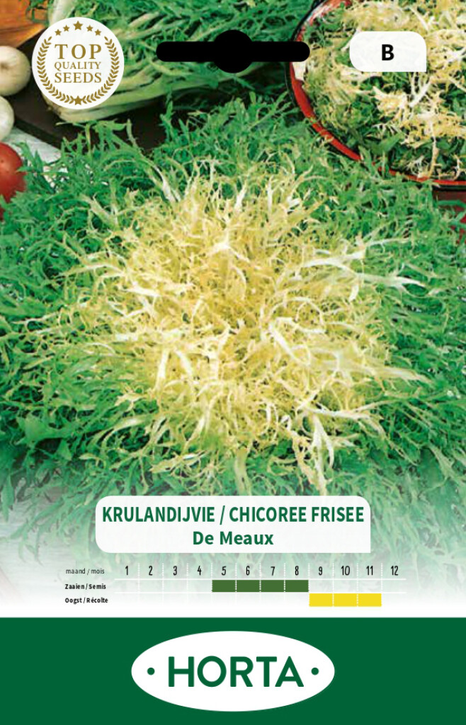Chicorée frisée de Meaux