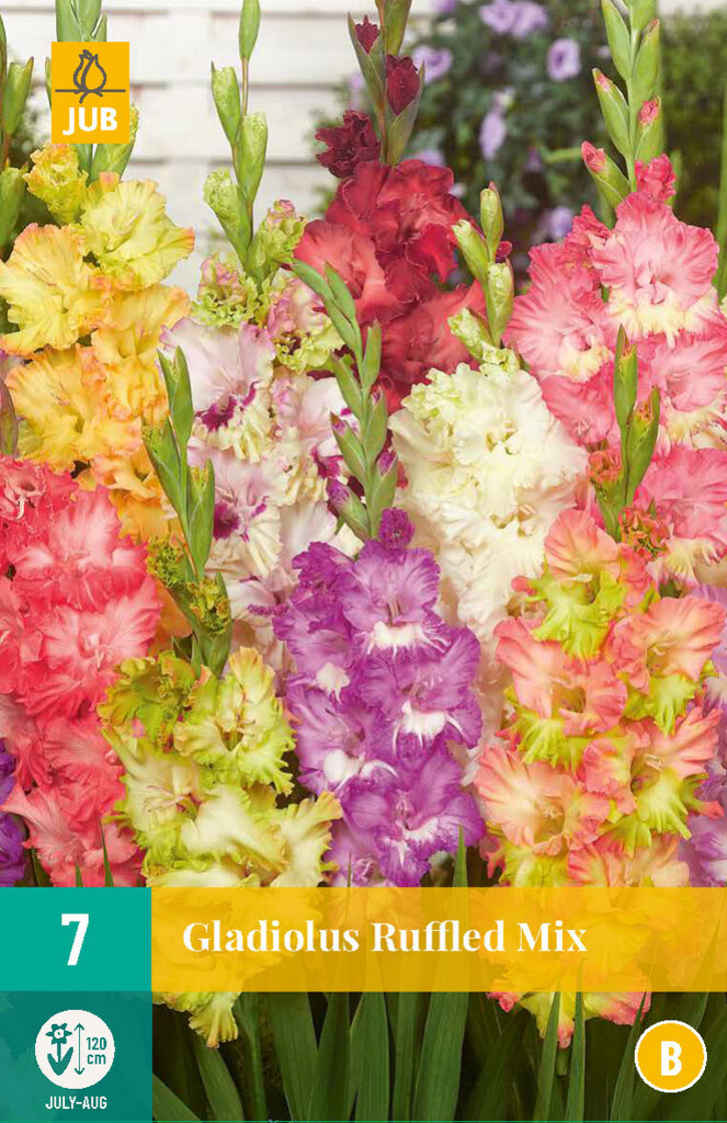 Gladiolus Ruffled Mix 7 pièces
