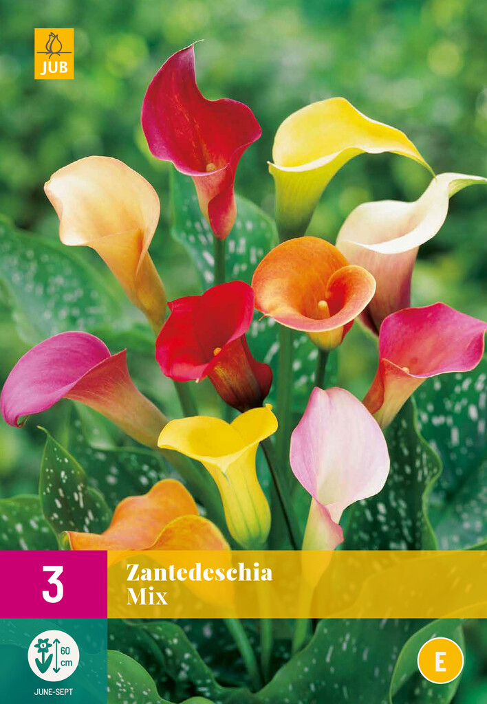 X 3 ZANTEDESCHIA MIX X 3 ZANTEDESCHIA MIX