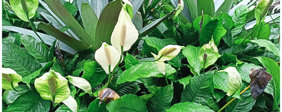 Passeport des plantes : spathiphyllum Sweet Silvio
