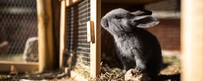 Eduquer son lapin à être propre Eduquer son lapin à être propre