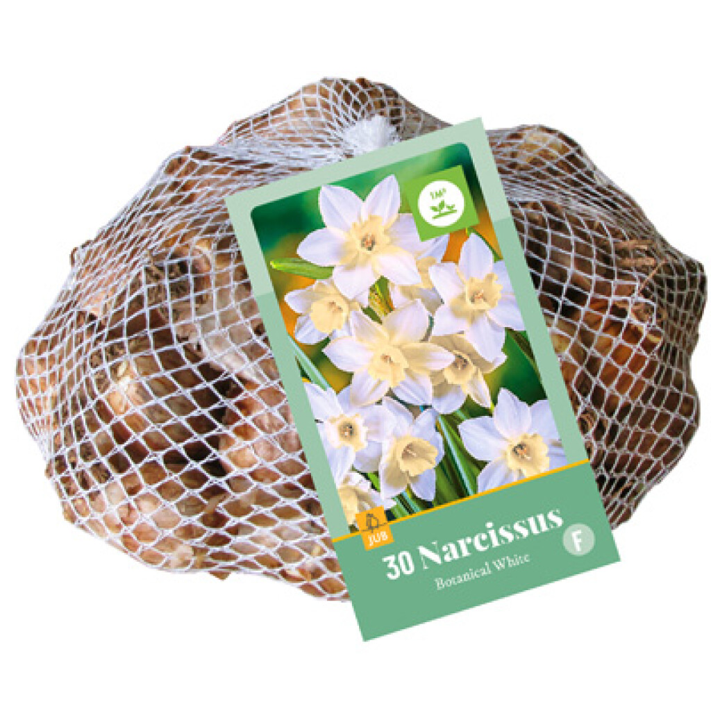X 30 Narcissus Botanisch Wit 10/12