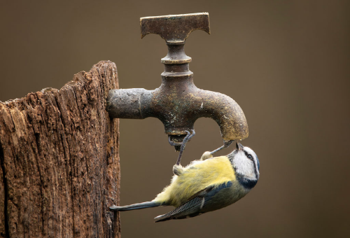 Oiseaux du jardin Oiseaux du jardin