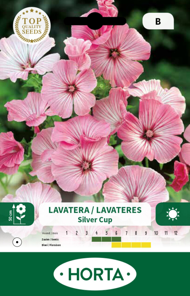 Lavatera Silver Cup