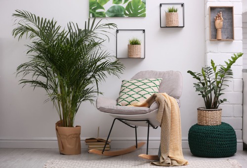 Type kamerplanten