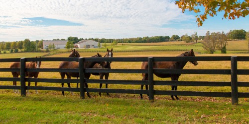 Dwarsplanken voor paarden Afrastering paardenweide