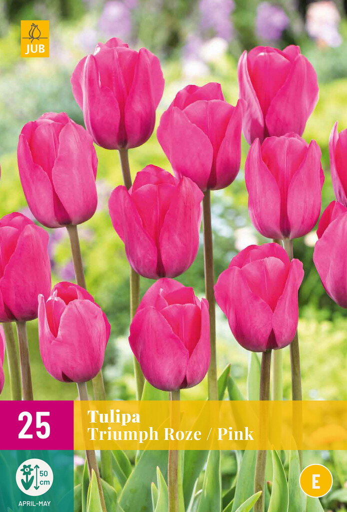 X 25 Tulipa Triumph Roze