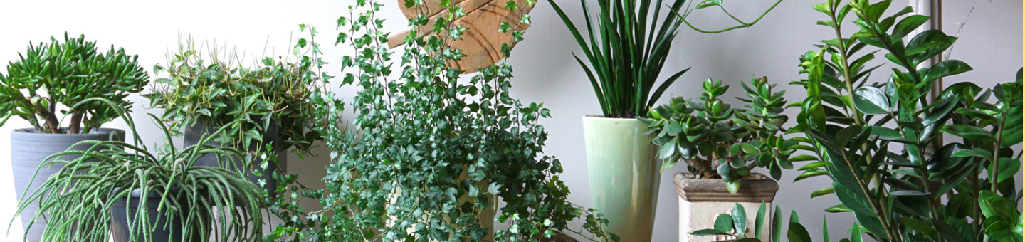 Type kamerplanten