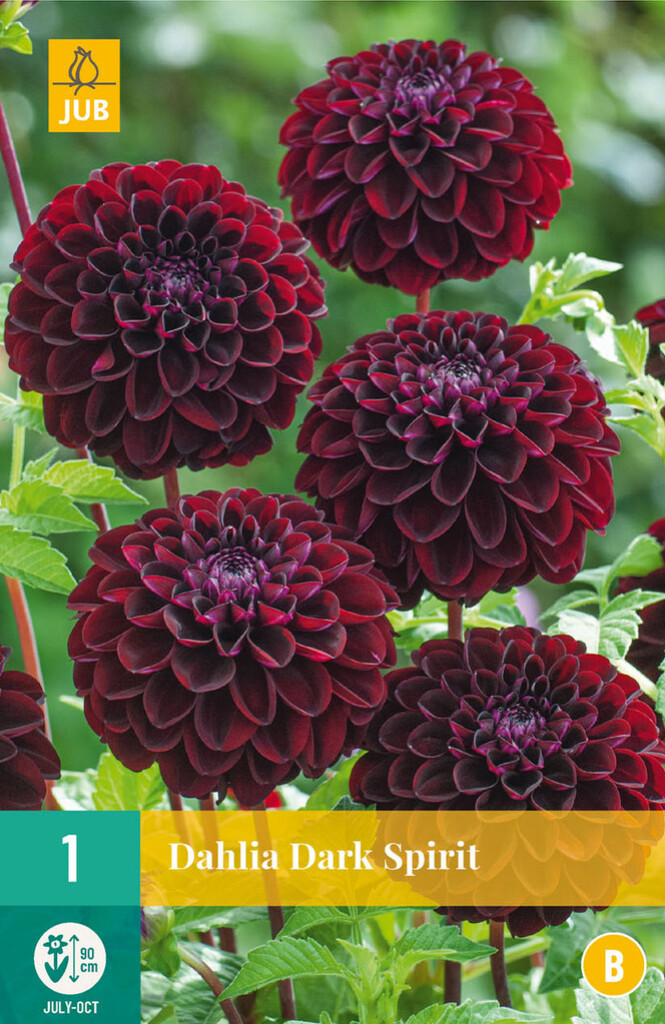 X 1 Dahlia Dark Spirit X 1 Dahlia Dark Spirit