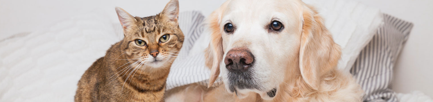Greenheart pour chien et chat Greenheart pour chien et chat
