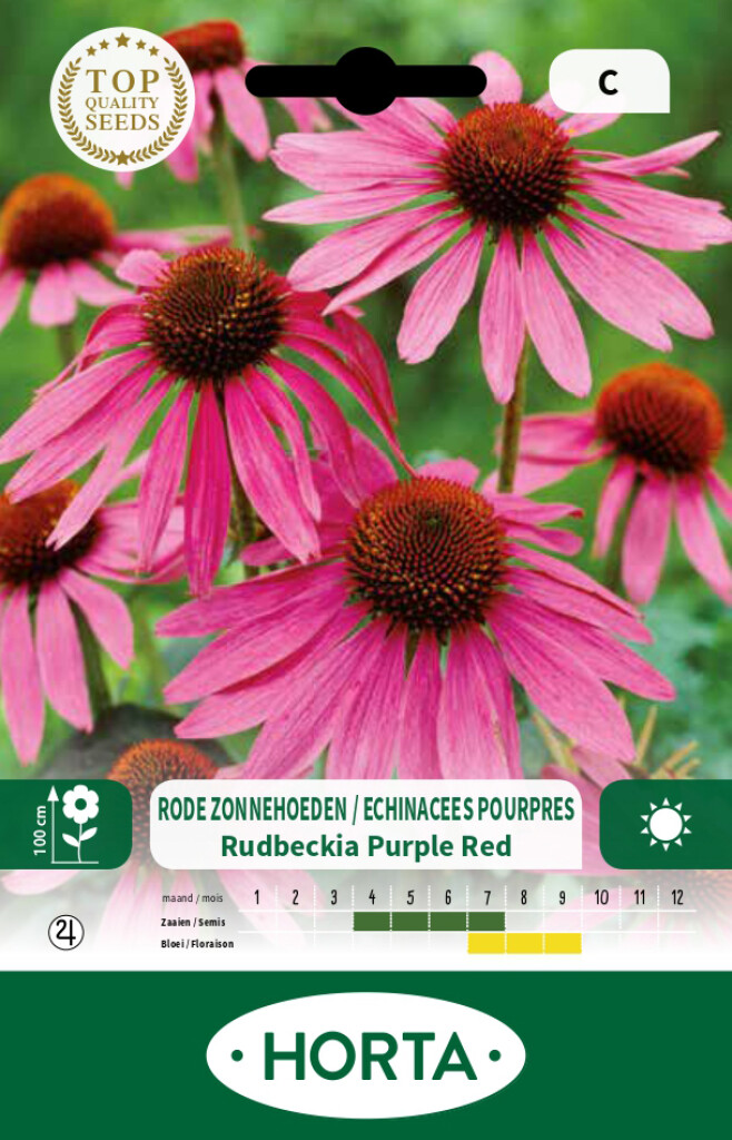 Echinacea Purpurea Purple Red