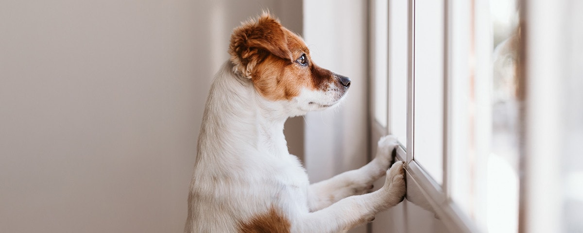 Verlatingsangst? Leer je hond alleen zijn in 3 stappen