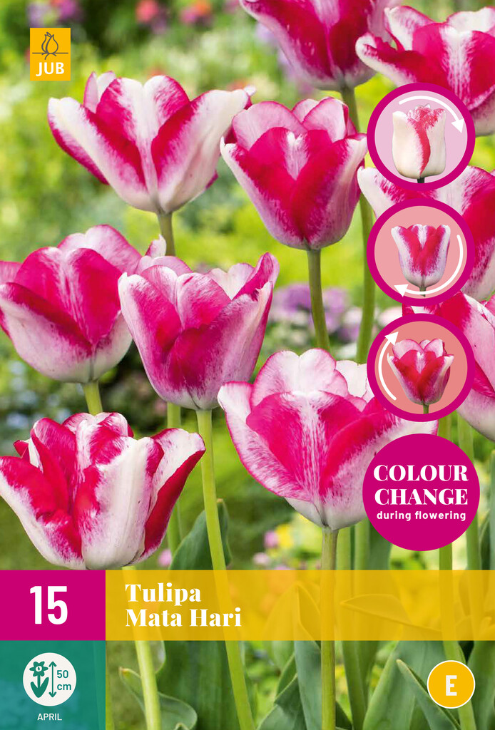 X 15 Tulipa Mata Hari