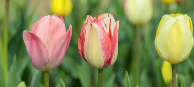 Combiner les bulbes de fleurs Combiner les bulbes de fleurs