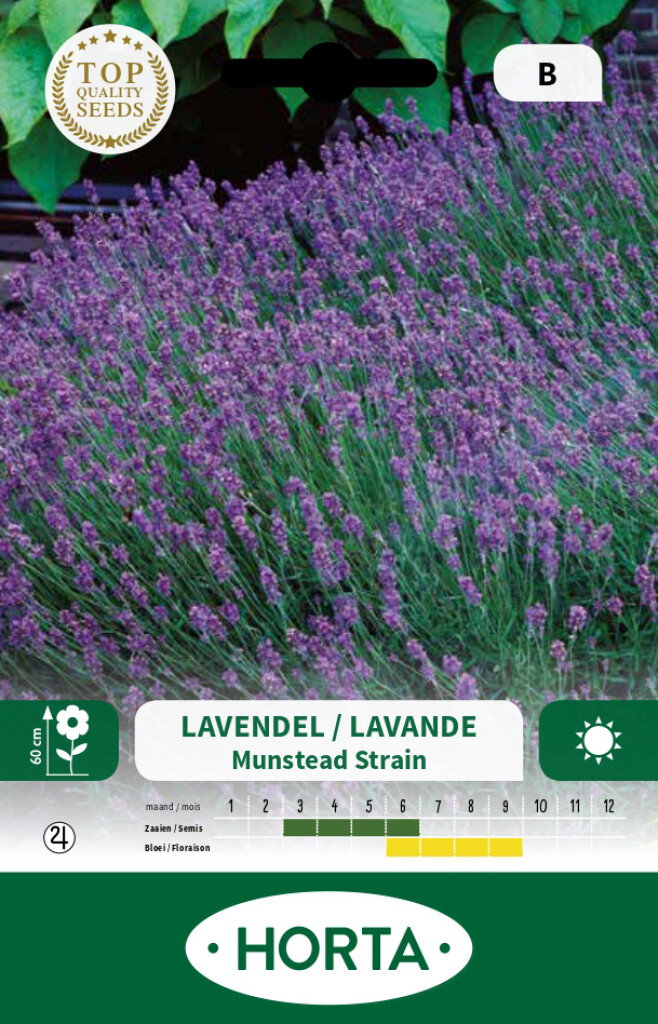 Lavendel Angustifolia Munstead Strain