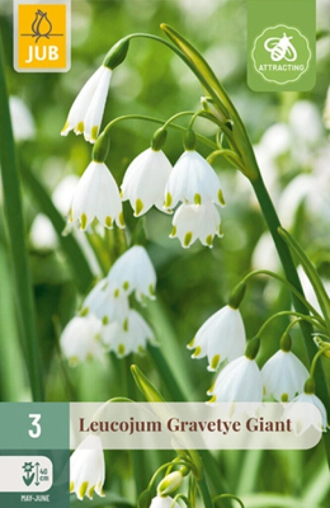X3 Leucojum Gravetye Giant