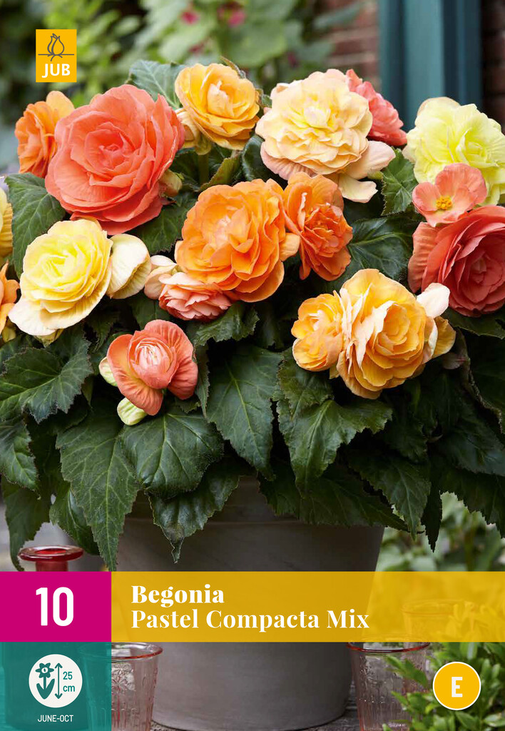 X10 Begonia Pastel Compacta Mix