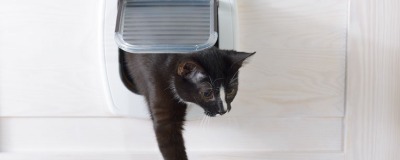 Portes pour chat