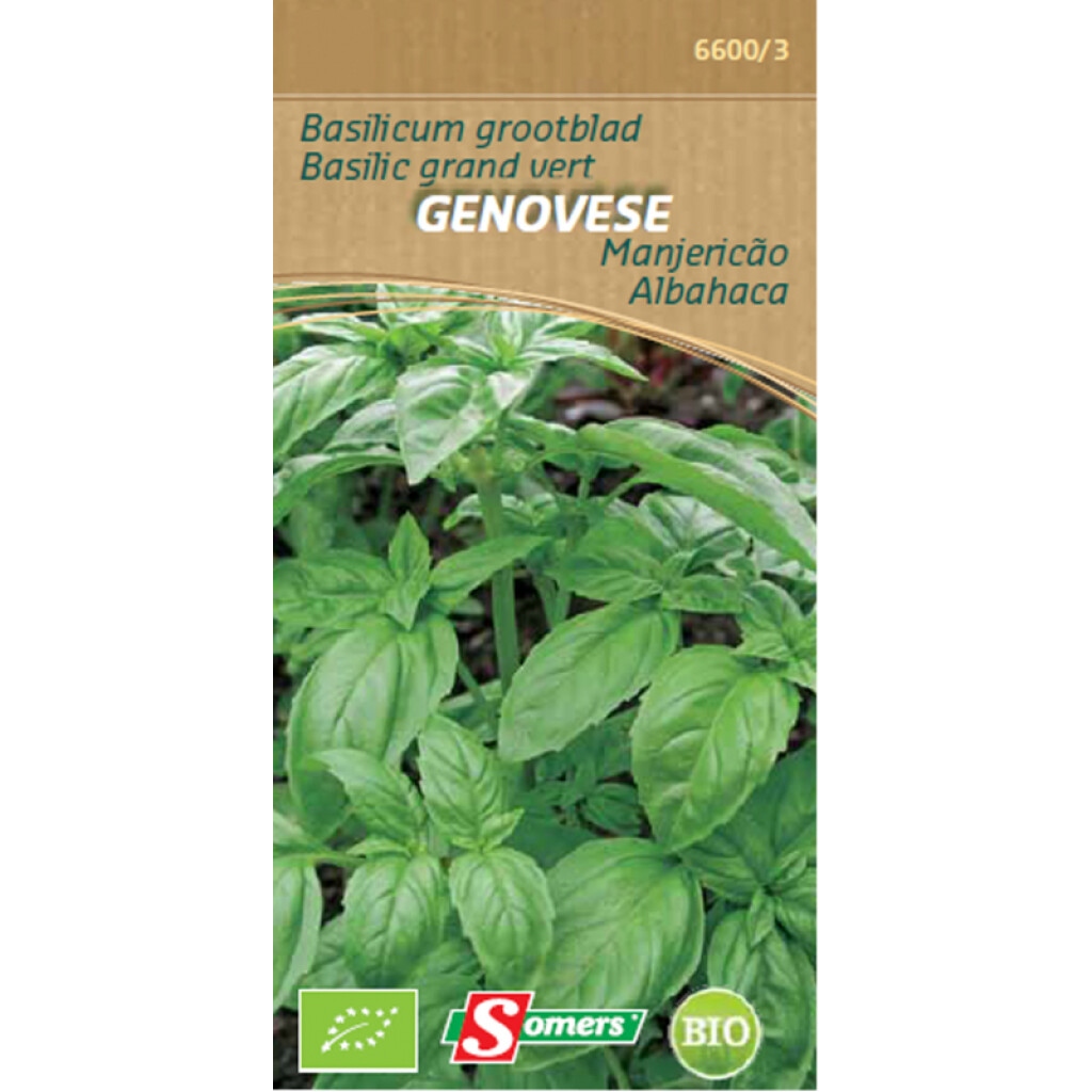 Be-Bio-02 Basilic Grand Vert Genovese