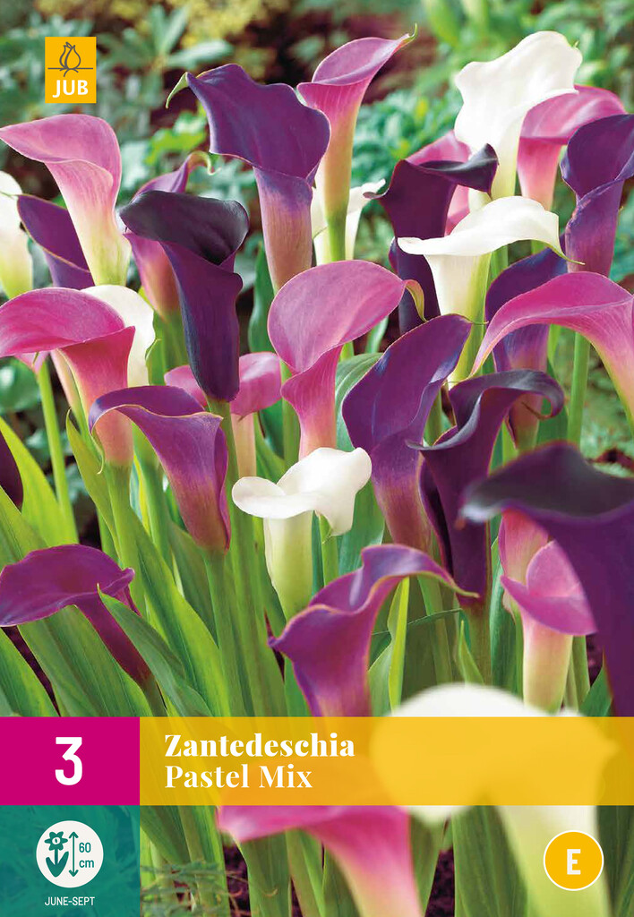 X3 Zantedeschia Pastel Mix
