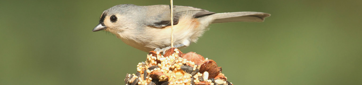 Pommes de pin pour nourrir les oiseaux du jardin Pommes de pin pour nourrir les oiseaux du jardin
