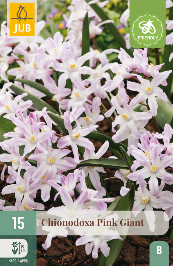 X15 Chionodoxa Pink Giant 5/6