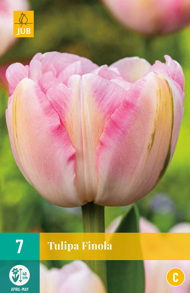 X 7 Tulipa Finola