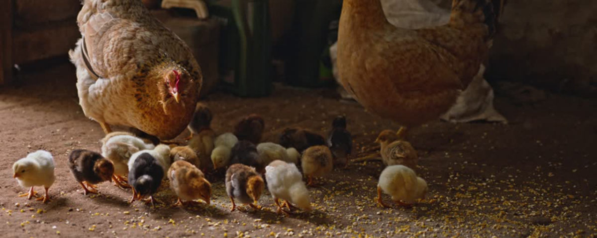 Wil je graag kuikens? Zo werkt de broedperiode