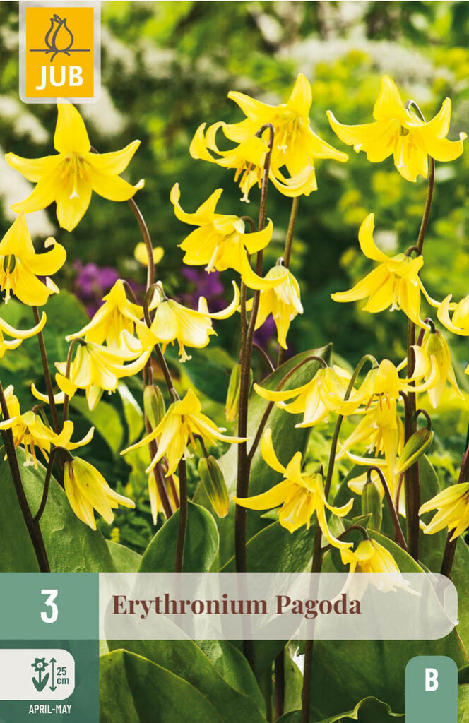 X3 Erythronium Pagoda I