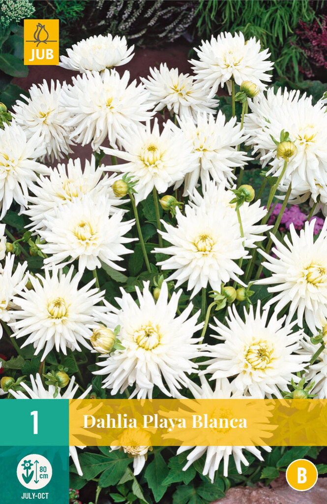 X 1 Dahlia Playa Blanca X 1 Dahlia Playa Blanca