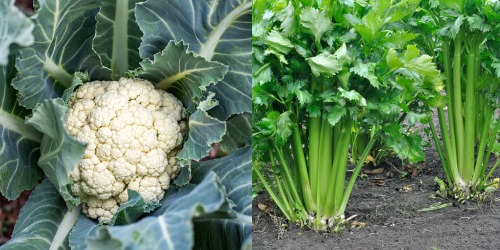 Comment les plantes se renforcent mutuellement Comment les plantes se renforcent mutuellement