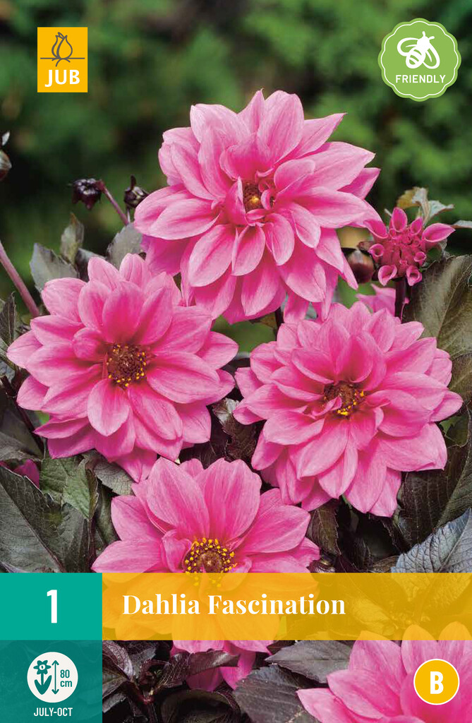 X1 Dahlia Fascination