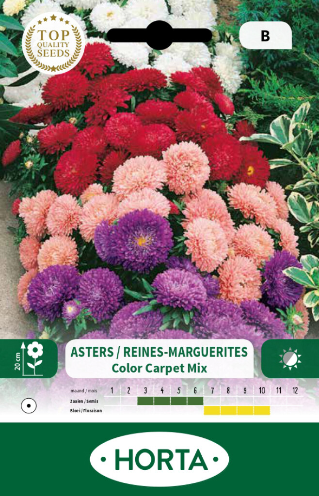 Callistephus (reine-marguerite) Colour Carpet nain varié