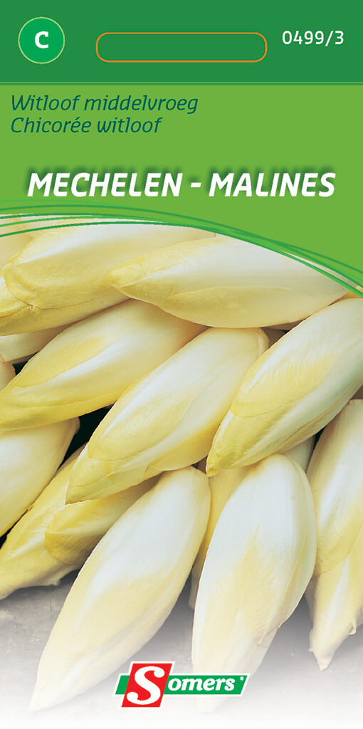 Chicoree Malines Chicoree Malines