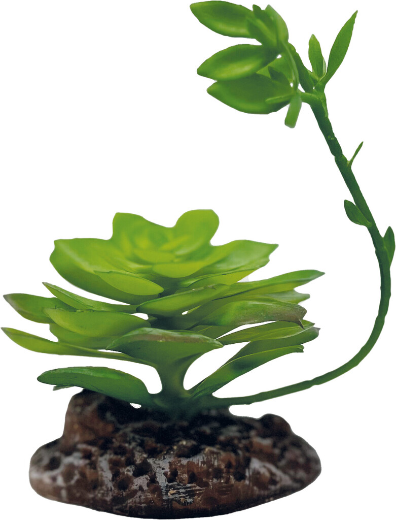 Repto Plant Echeveria Repto Plant Echeveria