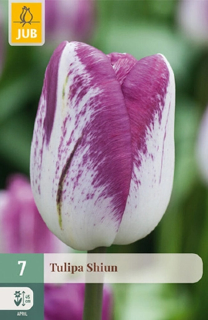 X7 Tulipa Shiun