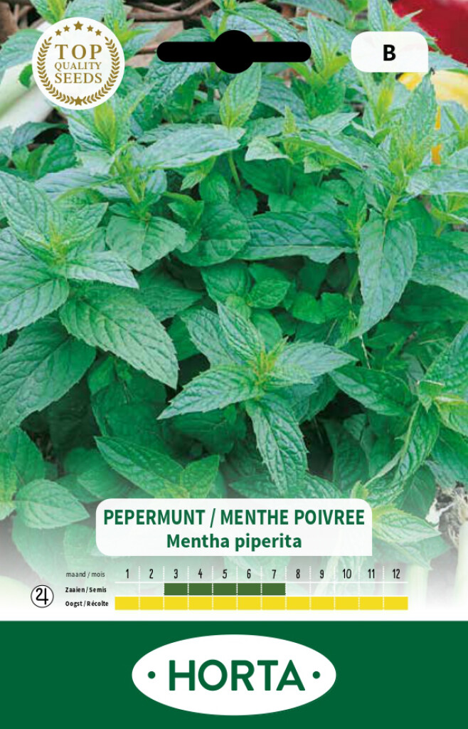 Menthe poivrée