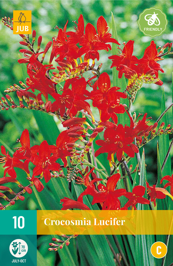 X10 Crocosmia Lucifer