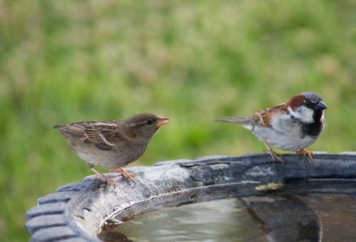 Moineau domestique Moineau domestique