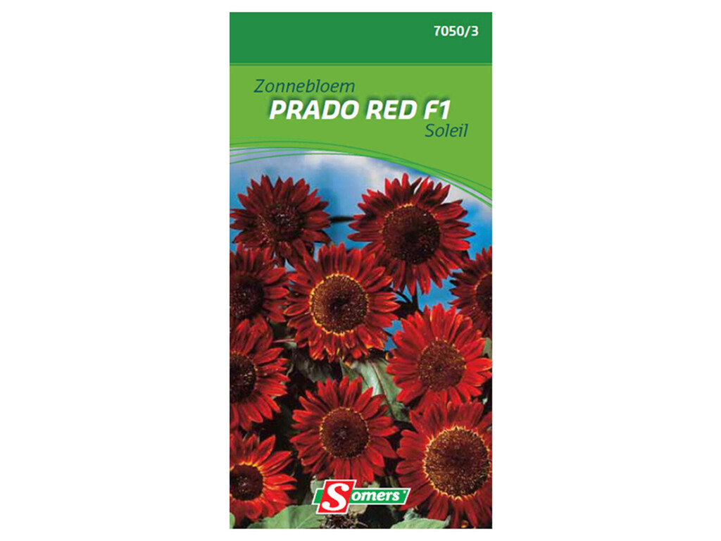 Zonnebloem Moulin rouge Zonnebloem Moulin rouge