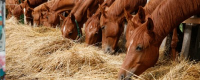 Alimentation du cheval Alimentation du cheval