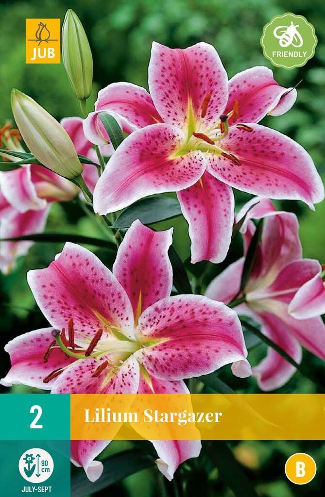 X2 Lilium Stargazer