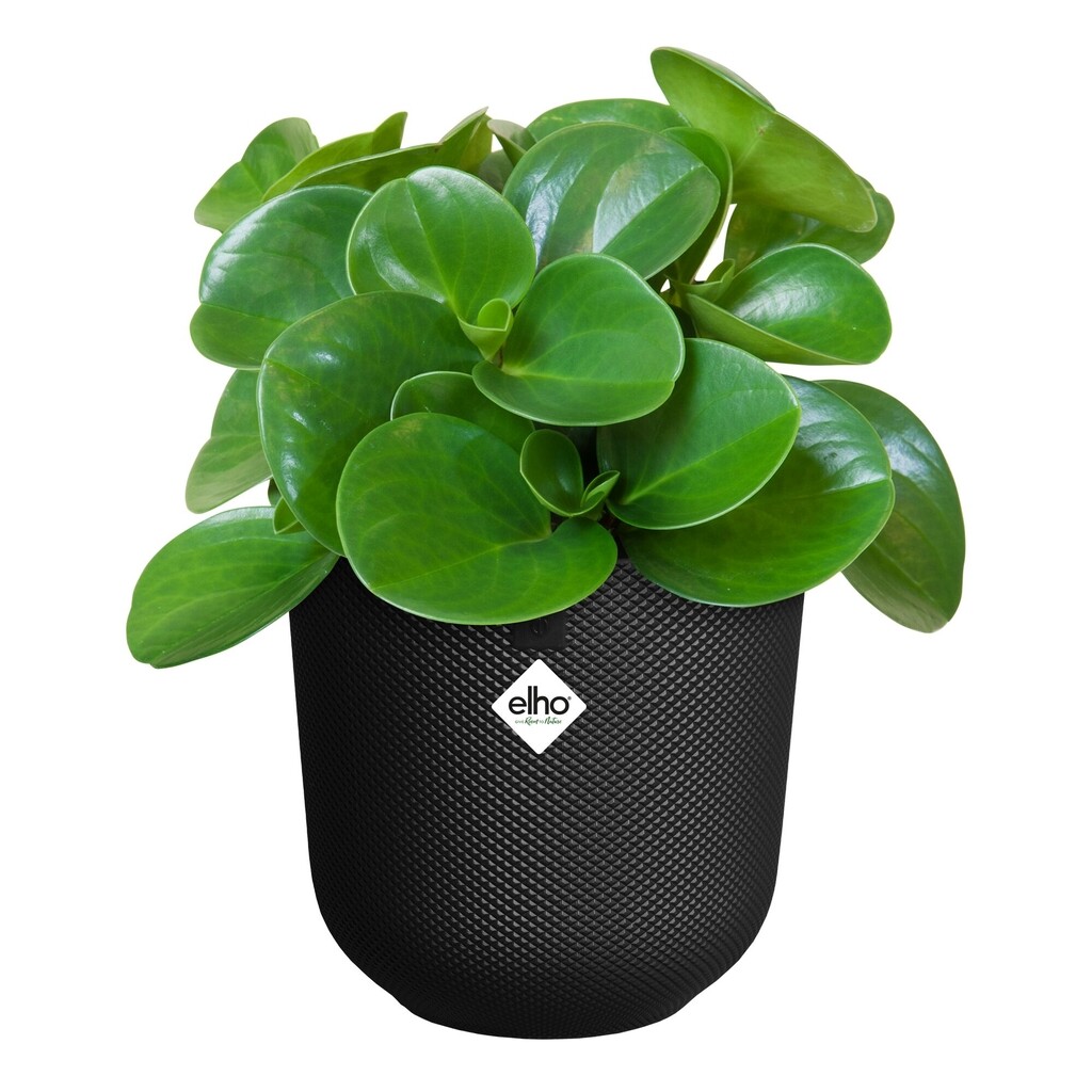 Jazz Rond 19cm zwart