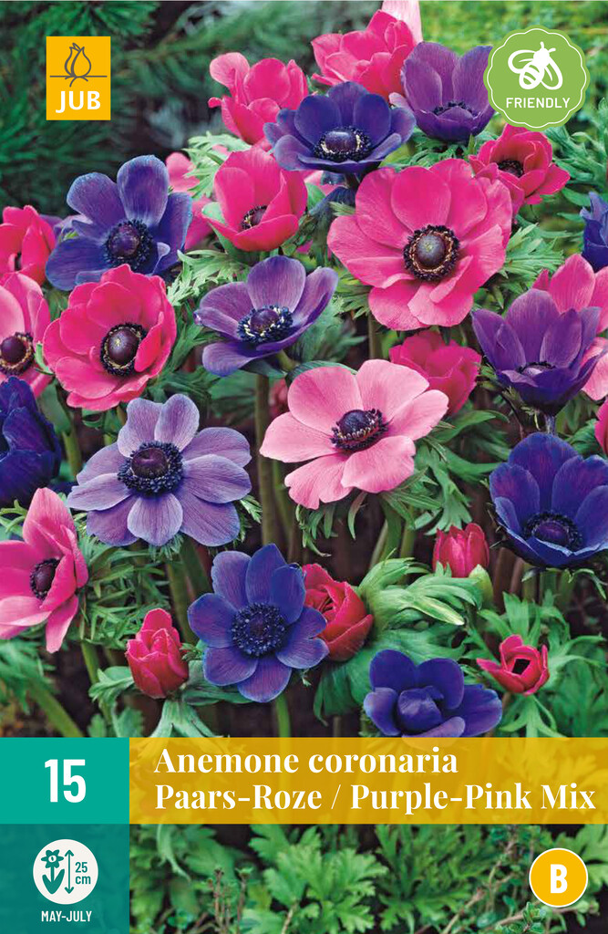 X15 Anemone Coronaria Mix violet/roze