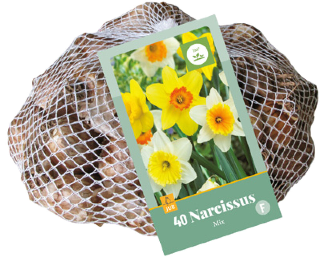 X 40 Narcissus Grootkronig Mix 10/12