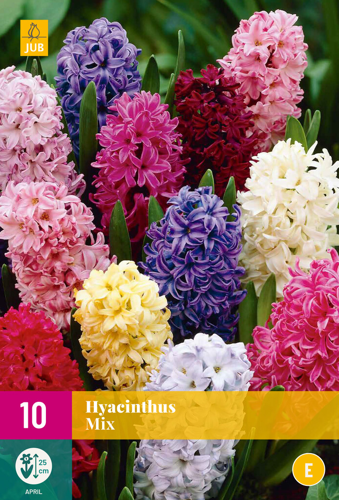 X 10 Hyacinthus Mix