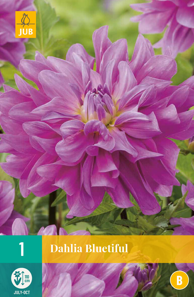 X1 Dahlia Bluetiful