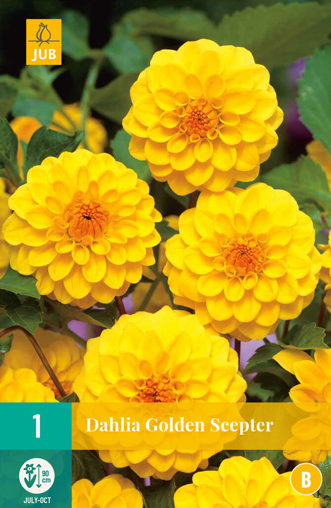 X1 Dahlia Golden Scepter