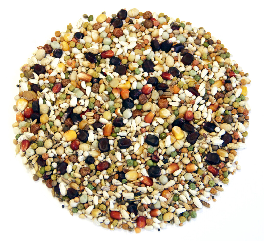 Black Label Champion 20kg